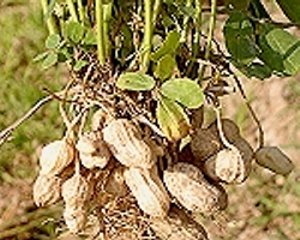 Kỹ thuật canh tác cây đậu phộng