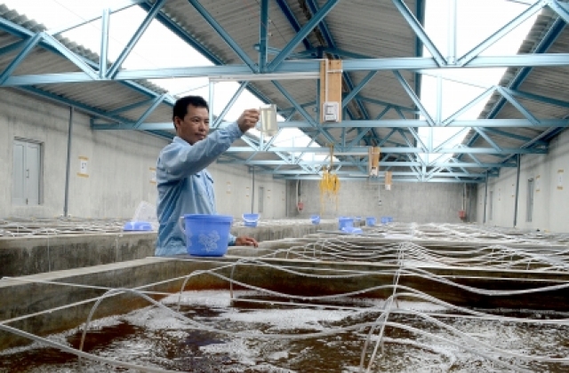Ðầu tư sản xuất giống thủy sản chất lượng cao