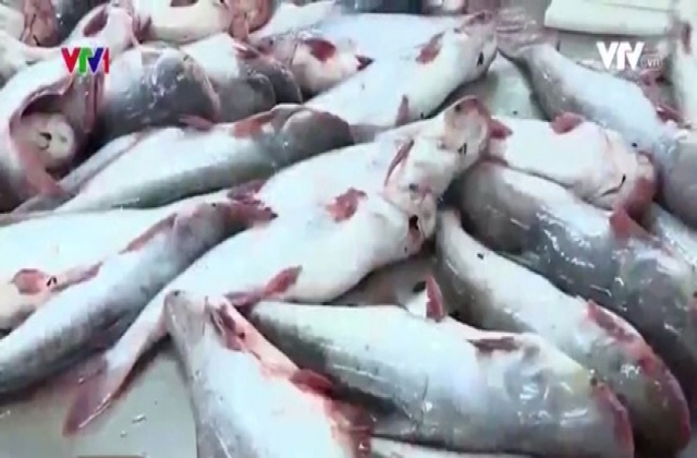 Không nên mở rộng diện tích nuôi cá tra