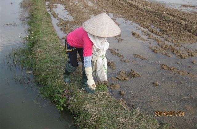 Kinh nghiệm diệt chuột