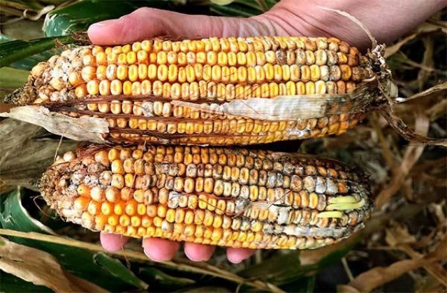 Tác động của Deoxynivalenol trên cá hồi cầu vồng