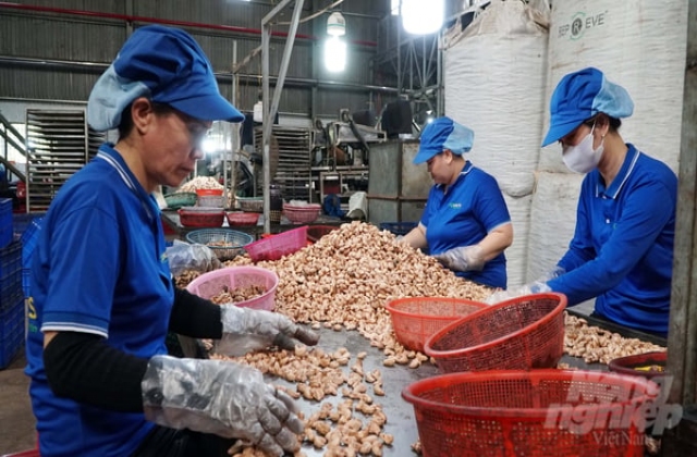 Đưa hạt điều vươn xa nhờ chế biến sâu