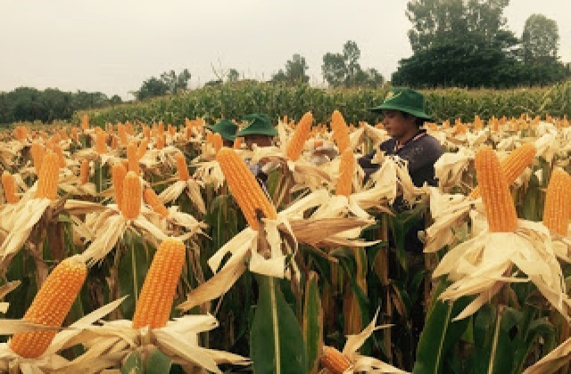 Giống bắp GMO tăng gấp đôi sau nửa năm