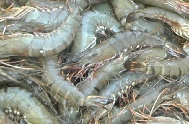 Trả lại sự “trong sạch” cho con tôm