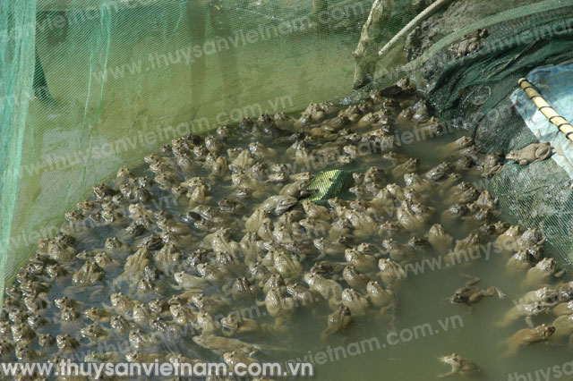 Vĩnh Phúc: Hiệu quả từ nuôi ếch kết hợp với cá trê trong lồng lưới