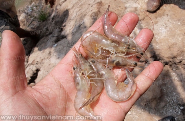 Long An: Trên 430 ha diện tích tôm tại huyện Châu Thành bị thiệt hại