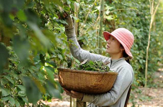 Hồ tiêu: Nóng chuyện giá và an toàn thực phẩm.