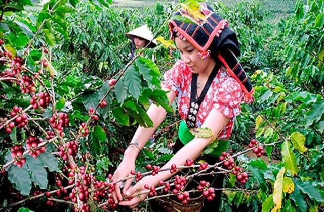 Giá cà phê hôm nay 9/7/2024: Đồng loạt tăng mạnh