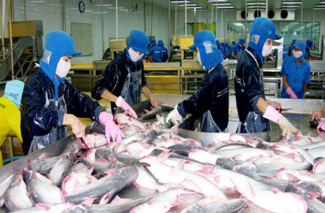 Giá cá tra giảm còn 17.400- 18.000 đồng/kg vẫn khó bán