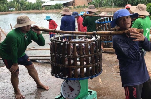 Cá tra giảm, người nuôi vẫn đang có lãi