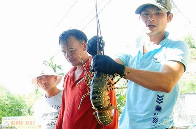 Nhơn Hải: Khan nguồn, giá tôm hùm thương phẩm tăng mạnh