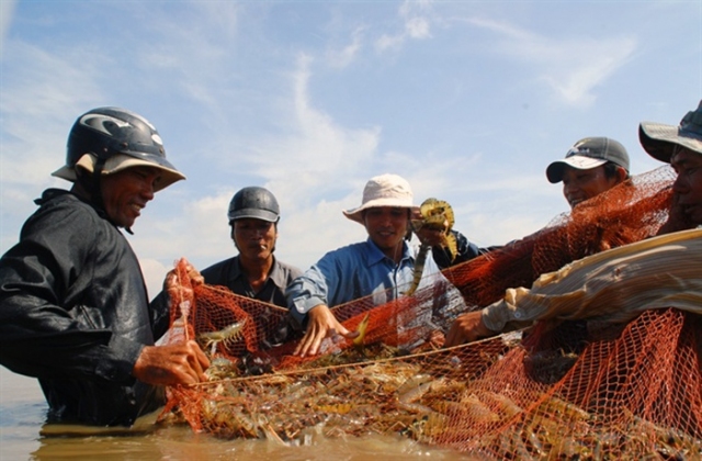 Giá tôm thẻ chân trắng đã tăng trở lại