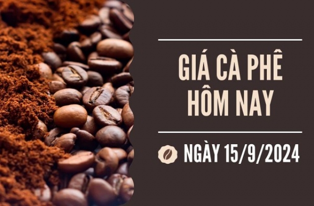 Giá cà phê hôm nay 15/9: Tăng 5 ngày liên tiếp, cán mốc 124.000 đồng/kg