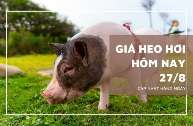 Giá heo hơi tăng rải rác 1.000 đồng/kg