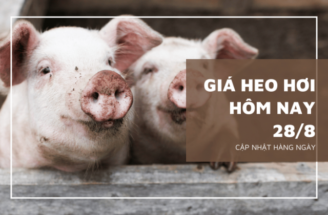 Giá heo hơi ổn định trở lại vào ngày giữa tuần 28/8