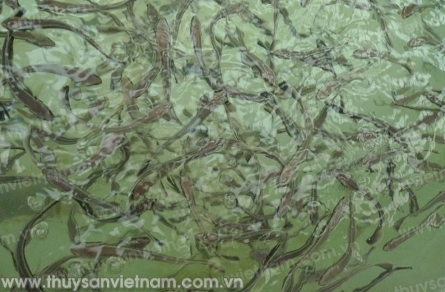 Bà Rịa - Vũng Tàu: Quy hoạch chi tiết khu Trung tâm sản xuất Giống thủy sản