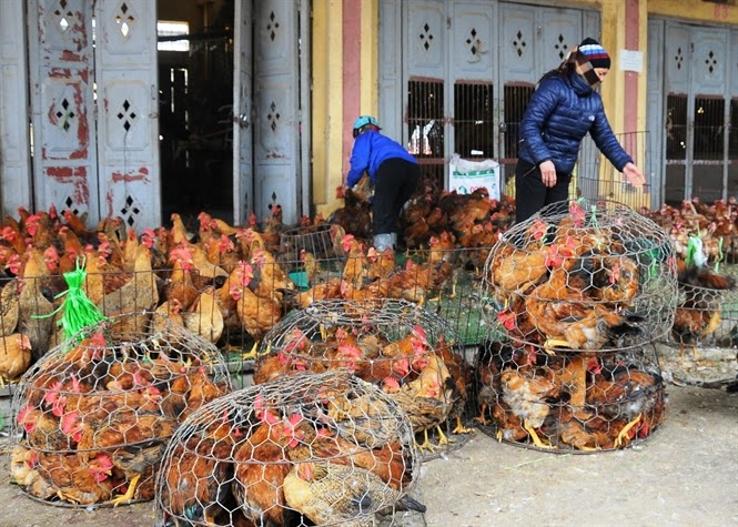Gà miền Nam ngập tràn chợ Bắc