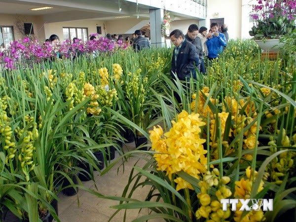 Hà Nội đầu tư 41 tỷ đồng phát triển hoa, cây cảnh chất lượng cao