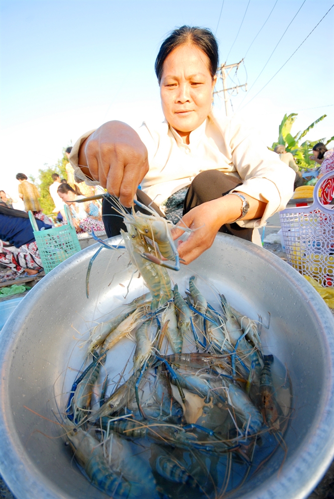 Trúng tôm càng xanh