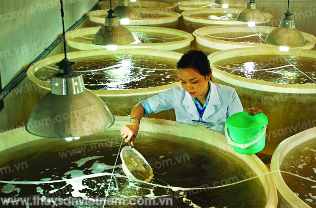 Cần thiết xây dựng trung tâm sản xuất tôm giống tại tỉnh