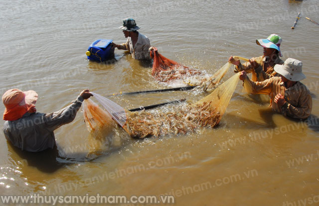 10 tháng đầu năm, sản lượng thủy sản ước đạt 5,3 triệu tấn