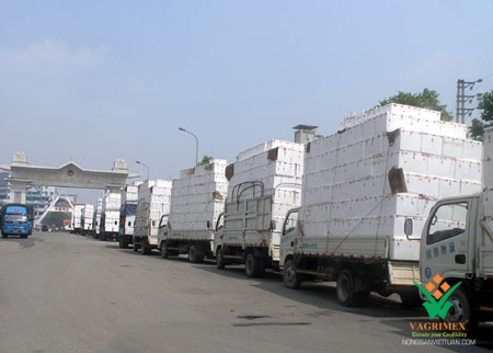 Xuất khẩu Nông sản sang Trung Quốc hay chỉ biết chở hàng đến Biên giới?