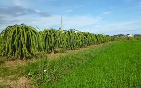 Nông dân Bình Thuận muốn có cơ chế đặc thù cho vùng trồng thanh long