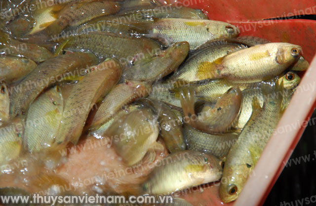 Hậu Giang: Diện tích nuôi thủy sản tăng nhẹ