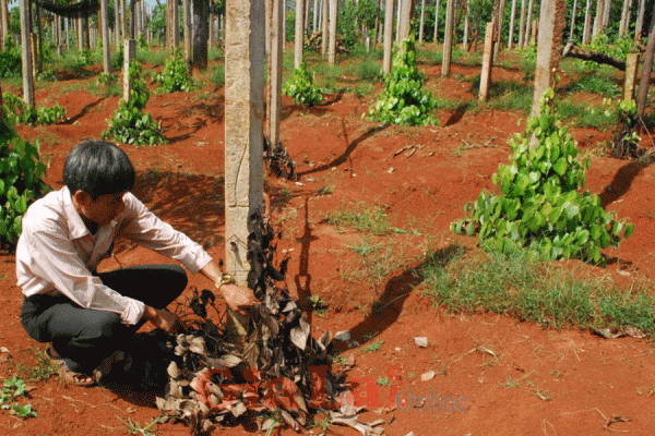Gia Lai: Nông dân khốn đốn vì tiêu chết