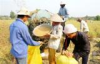 Đồng Tháp tìm “ngoại lực”, cải tạo đồng ruộng để nâng giá trị hạt lúa