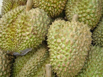 Lâm Đồng: Người dân đổ xô trồng sầu riêng