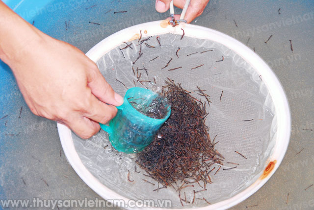 Trà Vinh: Khắc phục tình trạng thiếu con giống thủy sản