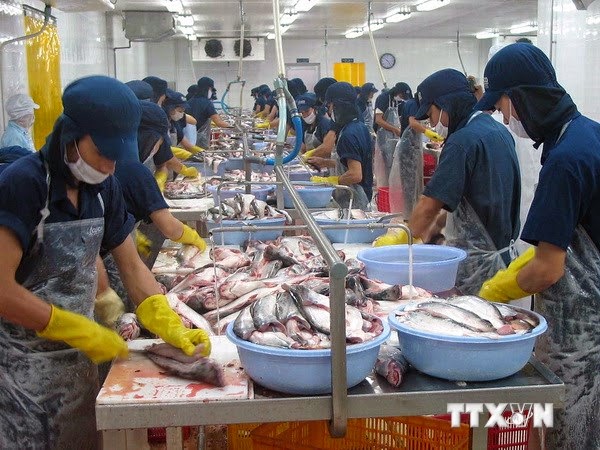 Sản lượng xuất khẩu cá tra của Việt Nam đang tăng trở lại