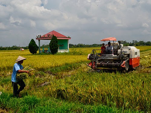 Lúa gà: Hại vẫn trồng!