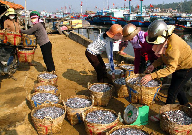 Kiên Giang: Ngư dân Phú Quốc trúng mùa cá cơm