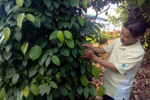 Đổ xô trồng tiêu khiến diện tích bị nhiễm bệnh tăng mạnh