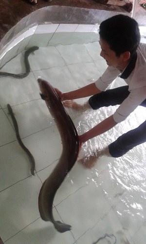 Bắt được cá chình khủng trên sông Vàm Cỏ