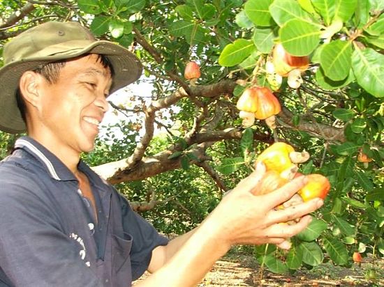 Giá điều vụ 2015 sẽ tăng hơn vụ 2014