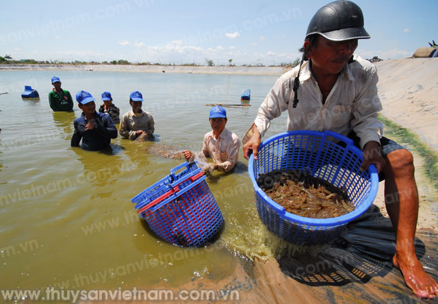 Ngành tôm cần thay đổi tư duy