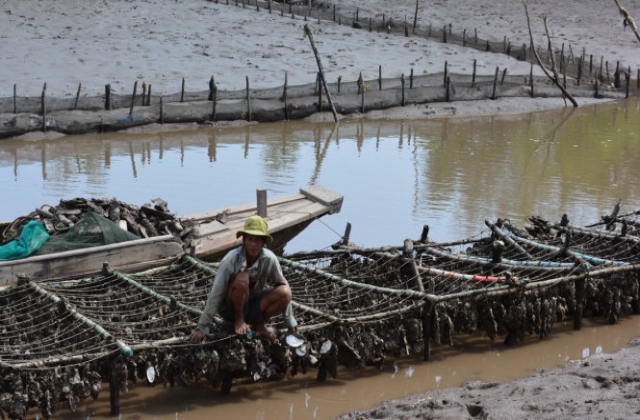 Kết luận chính thức vụ hàu chết hàng loạt ở Bến Tre