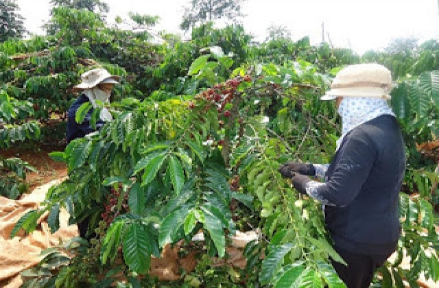 Vụ cà phê buồn