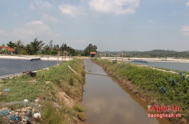 Lo lắng nguồn nước nuôi tôm bị ô nhiễm