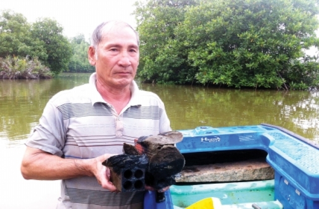 Cà Mau: Hiệu quả từ nuôi hàu bằng gạch ống