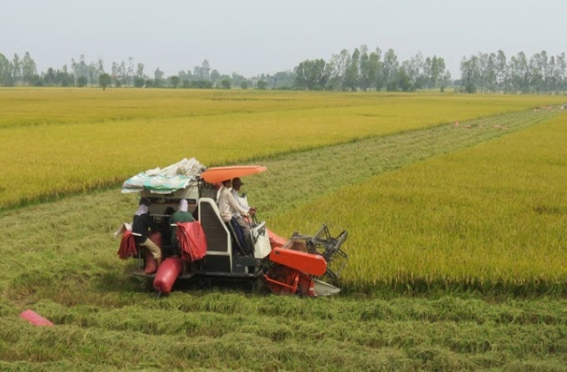 Lúa cánh đồng liên kết khó tiêu thụ
