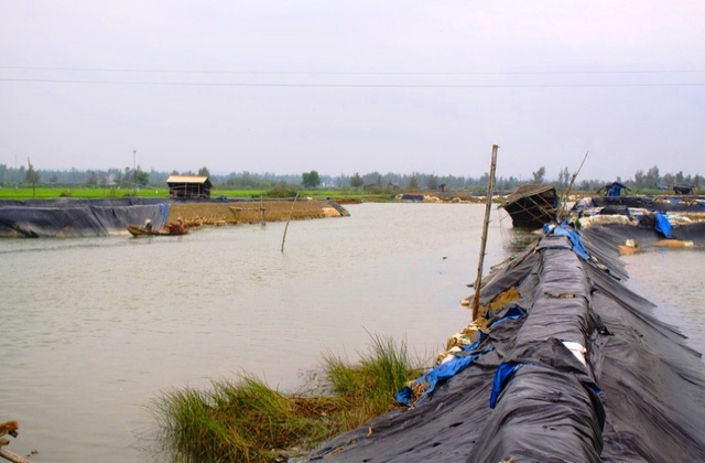 Những hồ nuôi tôm đang