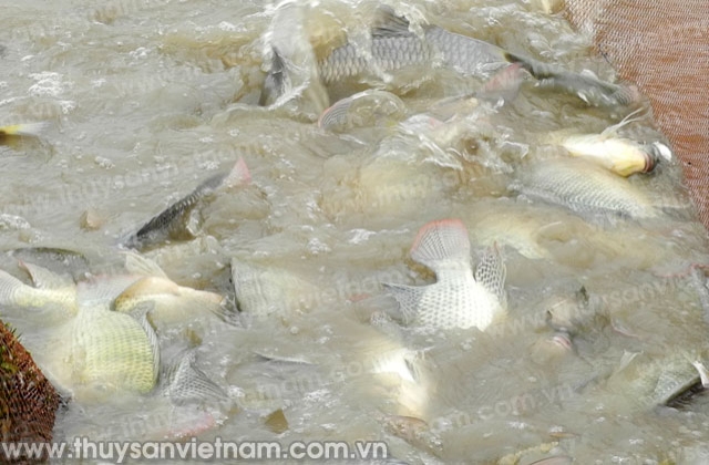 Hải Dương: Nuôi thâm canh thủy sản thu nhập gấp 3 - 4 lần trồng lúa