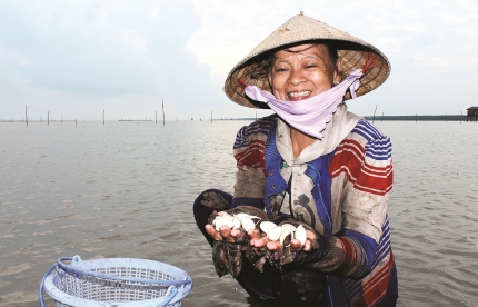 HTX nuôi nghêu Đất Mũi (Cà Mau): Phấn khởi sau vụ nghêu thịt
