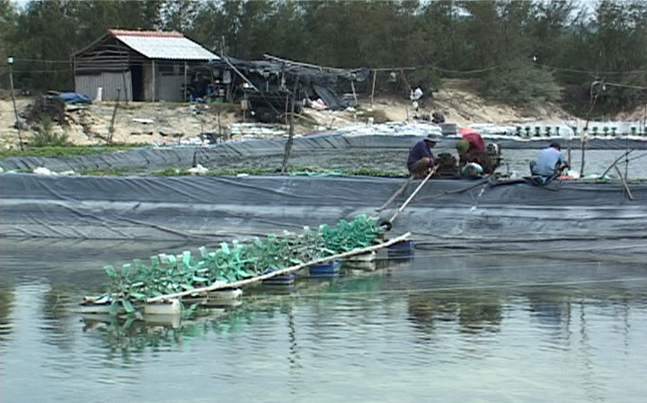 Huyện Tuy An (Phú Yên): Hơn 90 trường hợp lấn chiếm đất ven biển nuôi tôm trái phép