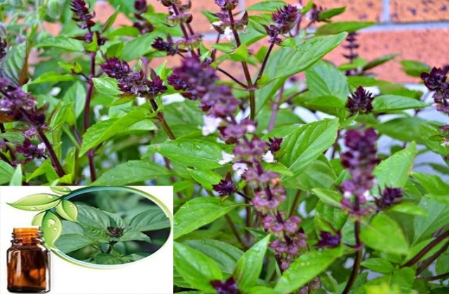 Tinh dầu Húng quế (Ocimum americanum) thảo dược tiềm năng cho thủy sản