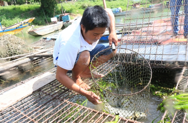 Nuôi cá lồng trên sông Son: Một hướng phát triển kinh tế